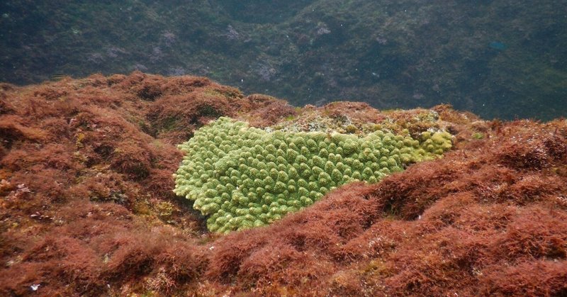 【冒険】八丈島再び③(シュノーケル、八丈富士)