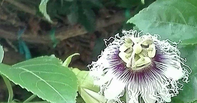 【冒険】八丈島再び④(シュノーケル、八丈島植物公園)