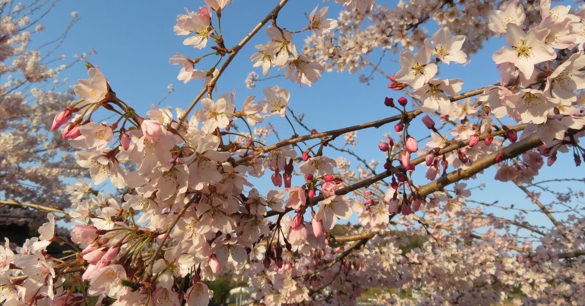 鈴木米子、【農大の桜咲く公園】、希少な額装用画集より、美品、新品額装付 鈴木米子、【農大の桜咲く公園】、希少な額装用画集より、美品、新品