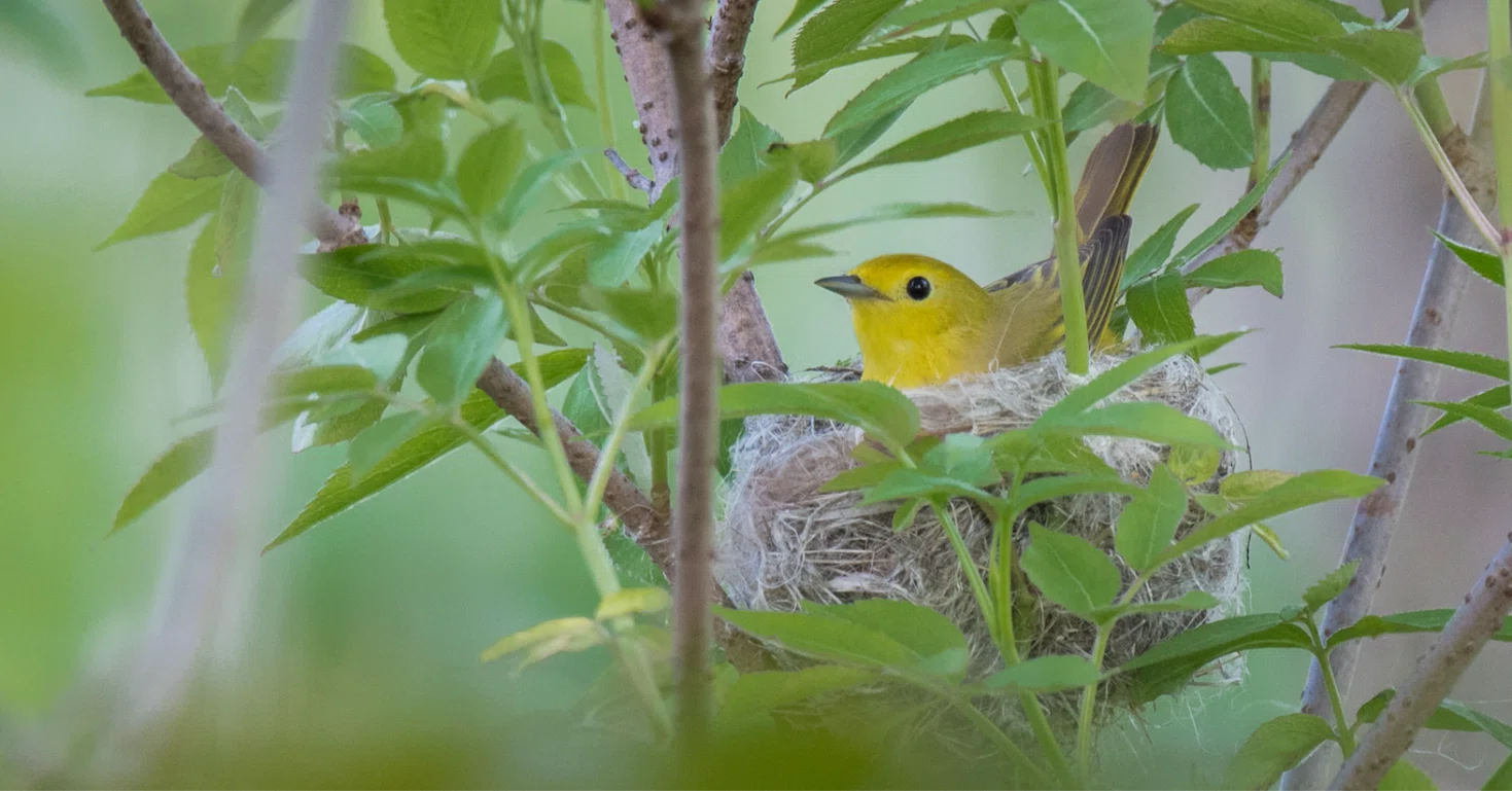 シカゴでバードウォッチング！】Warblers｜ローリー