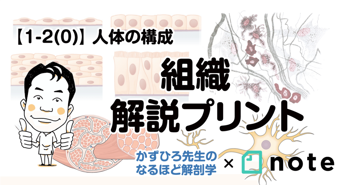 医学」のアイデア 11 件 | 医学, 看護ノート, 生理学