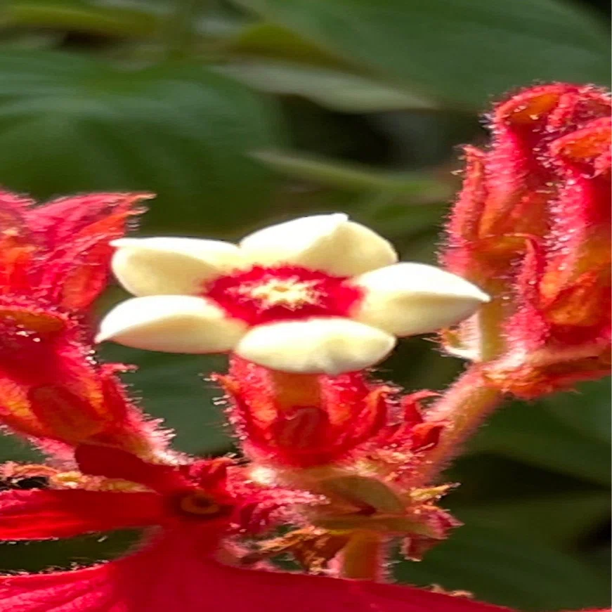 う*ん様 3427☘️花付き☘️⭐️コロコロ小輪⭐️紅赤オーレア⭐️コンパクト⭐ 緋衣崑崙花｜EGGSEED
