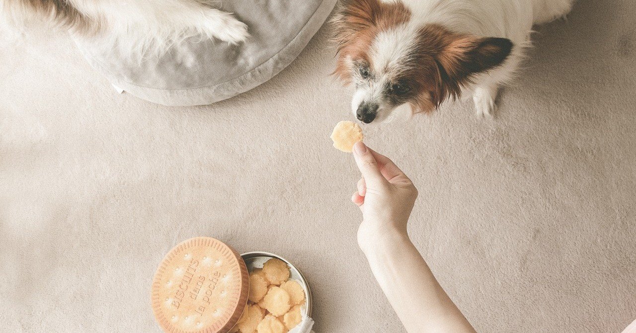 レンジで作る 卵と甘酒のノンオイルソフトクッキー 手作り犬おやつレシピ 単品購入 いちかわあやこ 犬ごはん先生 Note