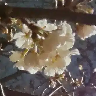 木屋海斗(🌸きやっち🌸)