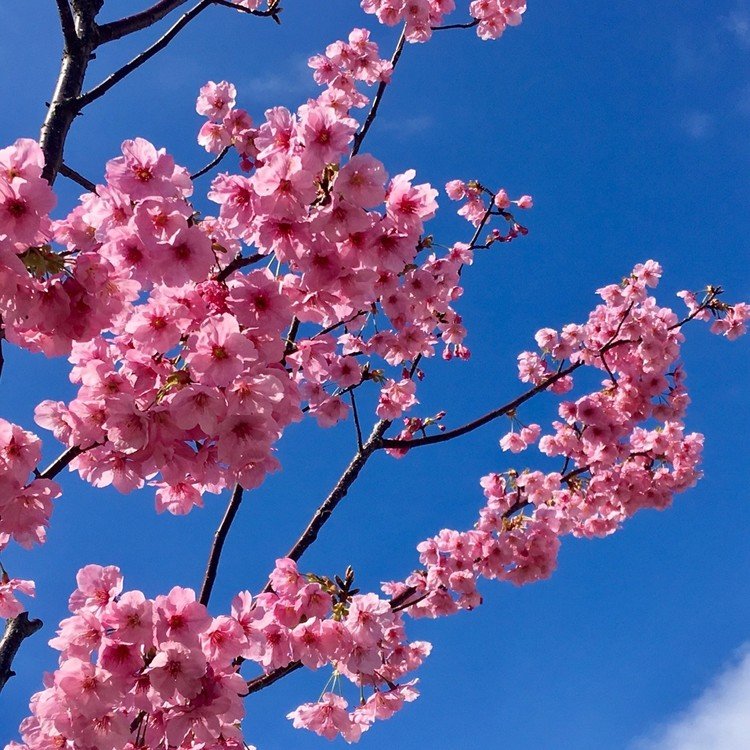 陽光桜、

(๑ᵒ̴̶̷͈᷄ᗨᵒ̴̶̷͈᷅) 🌸花見酒🍶したいっすねぇ〜♬ 