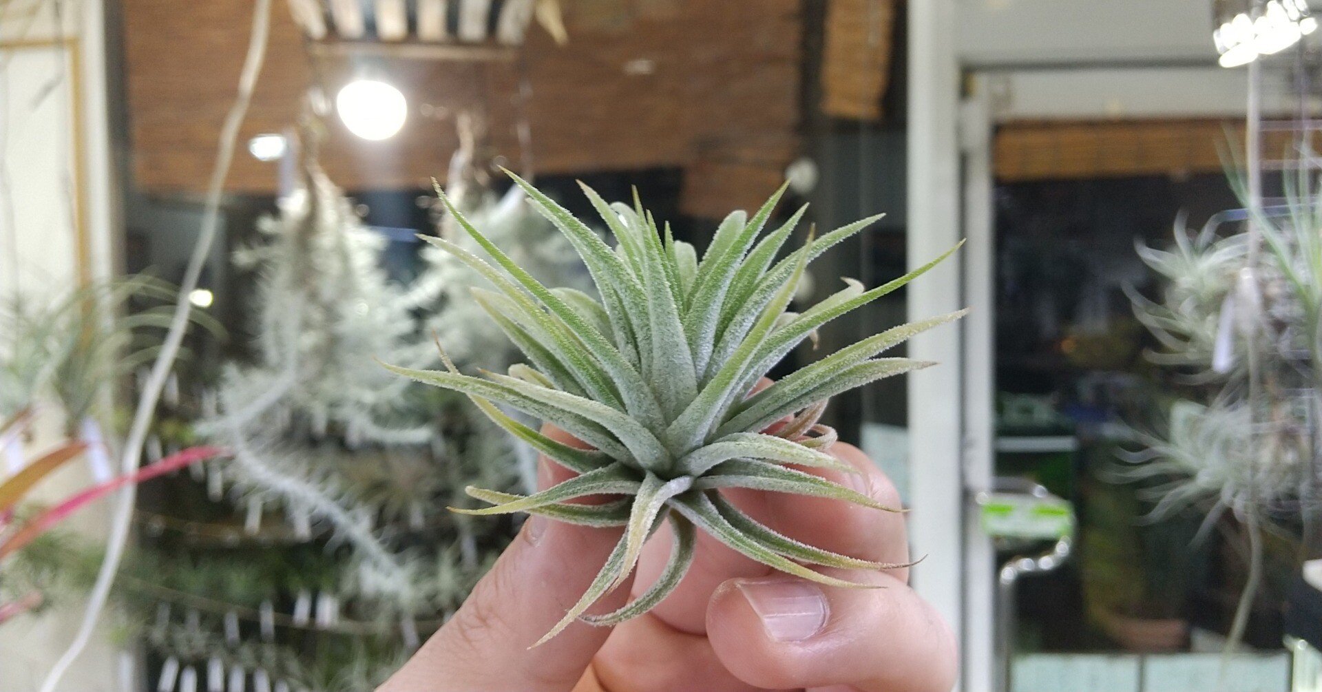 チランジア入荷リスト5/21｜NatureGarden🌿神田