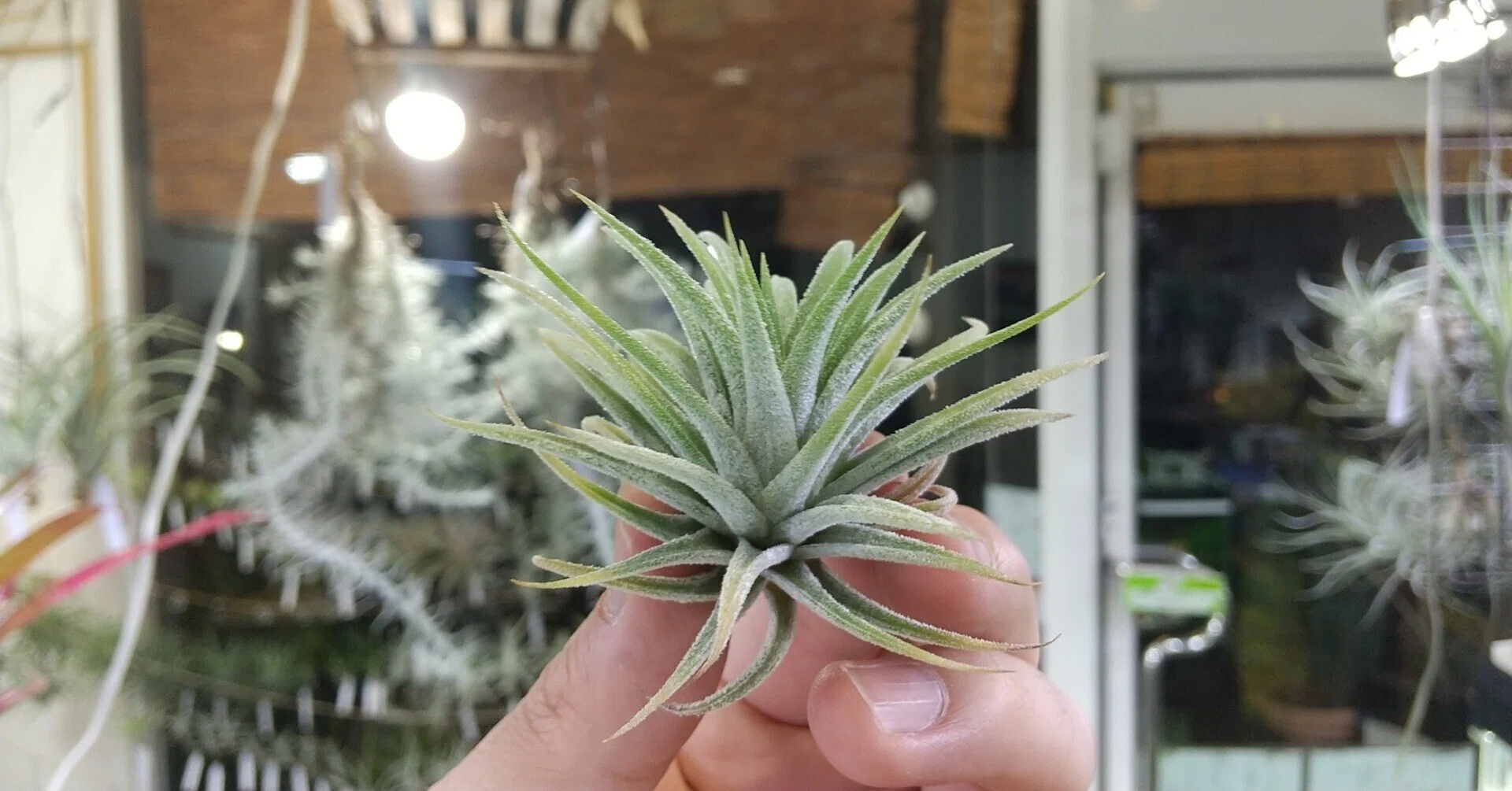 チランジア入荷リスト5/21｜NatureGarden🌿神田