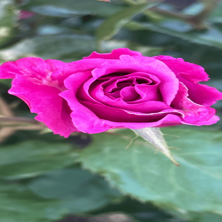 SHOCKING BLUE｜EGGSEED