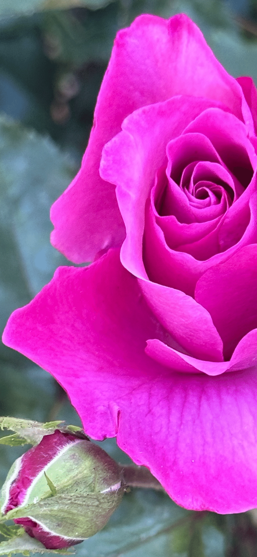 SHOCKING BLUE｜EGGSEED