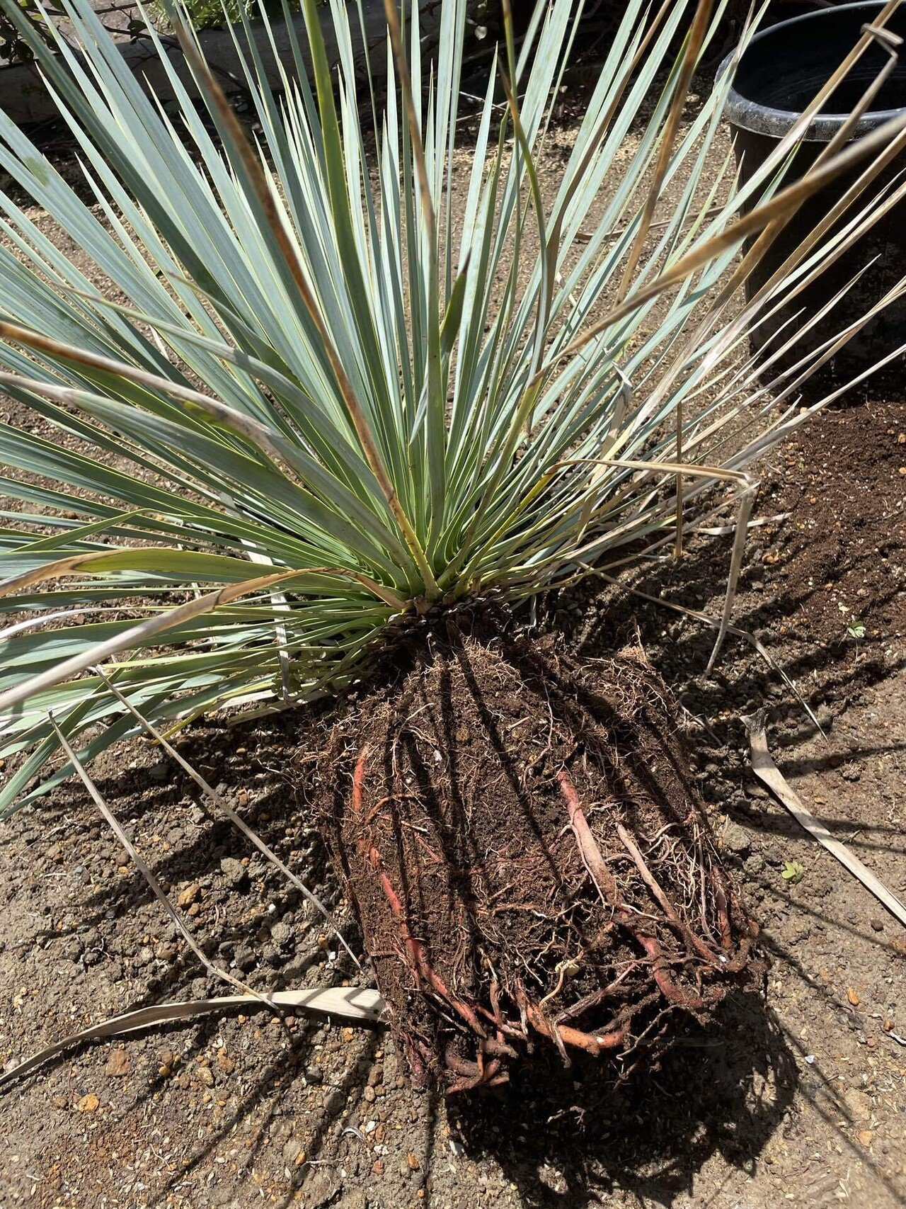 ロストラータの地植え|トミヒロ ロストラータの地植え|トミヒロ