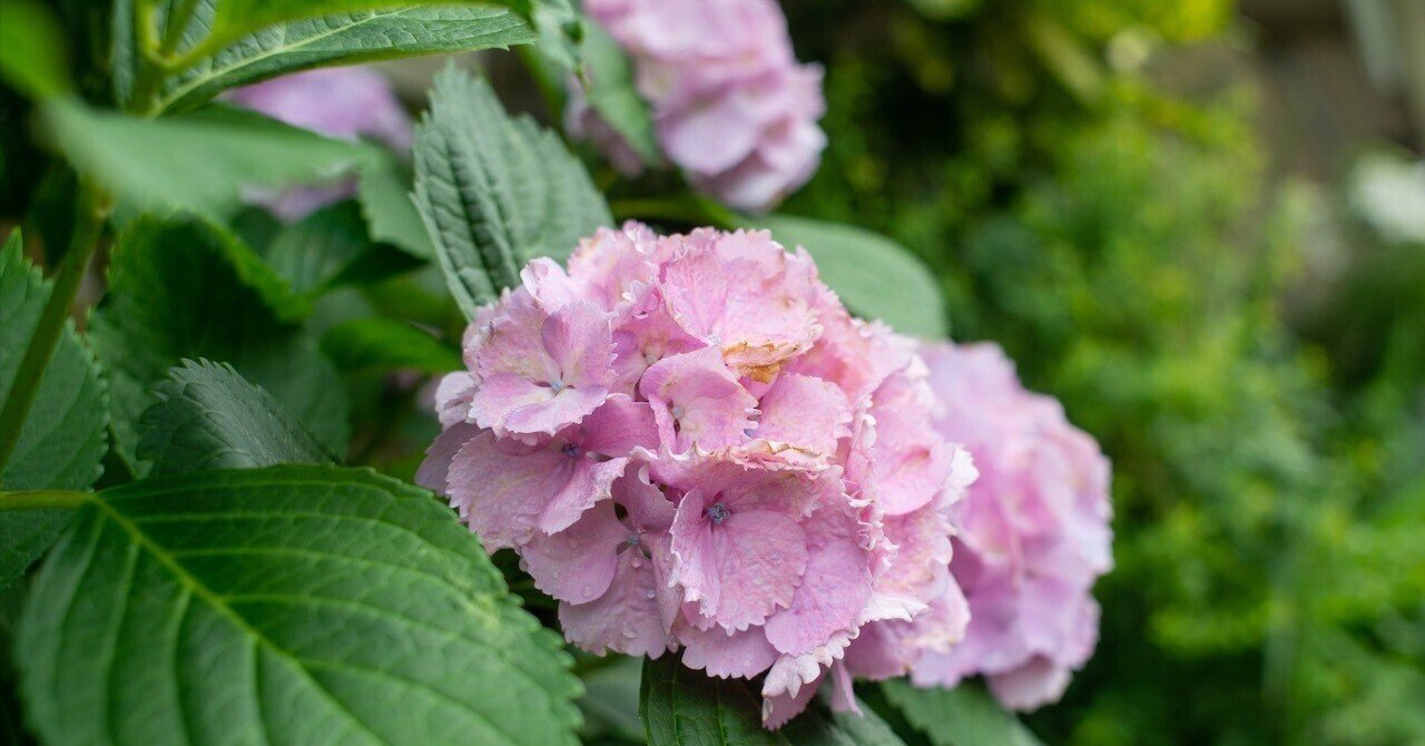 Ai Nikkor 35mm F2Sの優しい写り｜入里灯（いりひ）