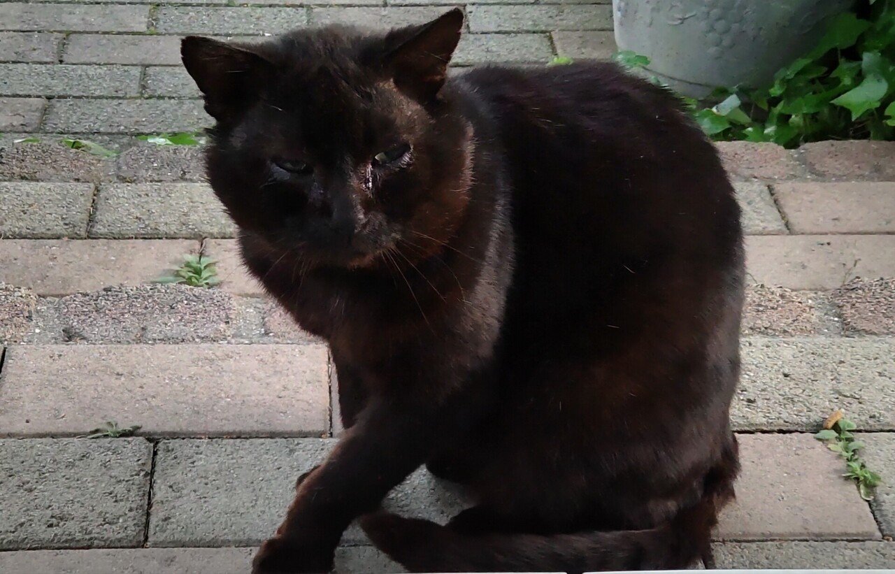 レモンバームは心血管系に効果がある可能性があります