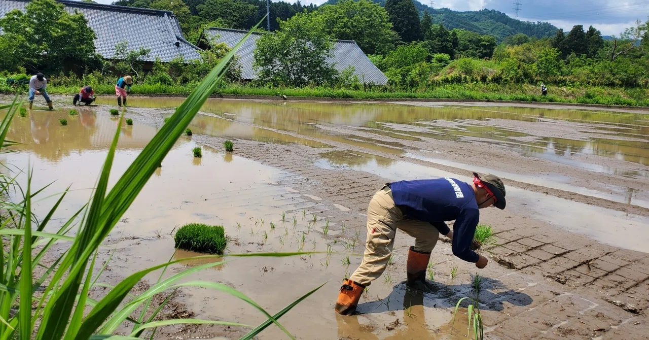 はじめての自分の家の田んぼの田植え｜佐藤亜紀(大熊町/Fukushima)
