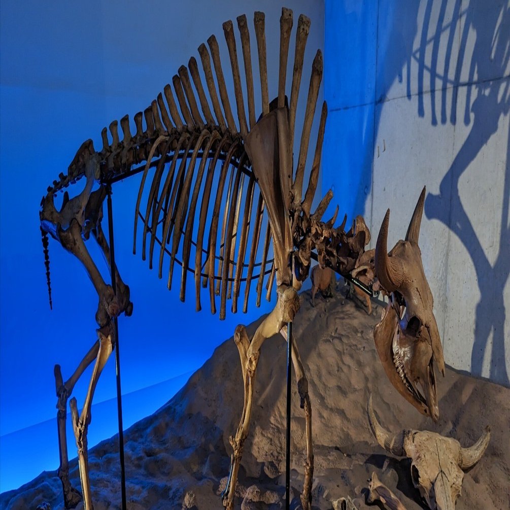 牛（博文館改訂２０版複製版） 高級黒毛和牛が最大500g!JFX厳選ラーメン×高級和牛プレゼント