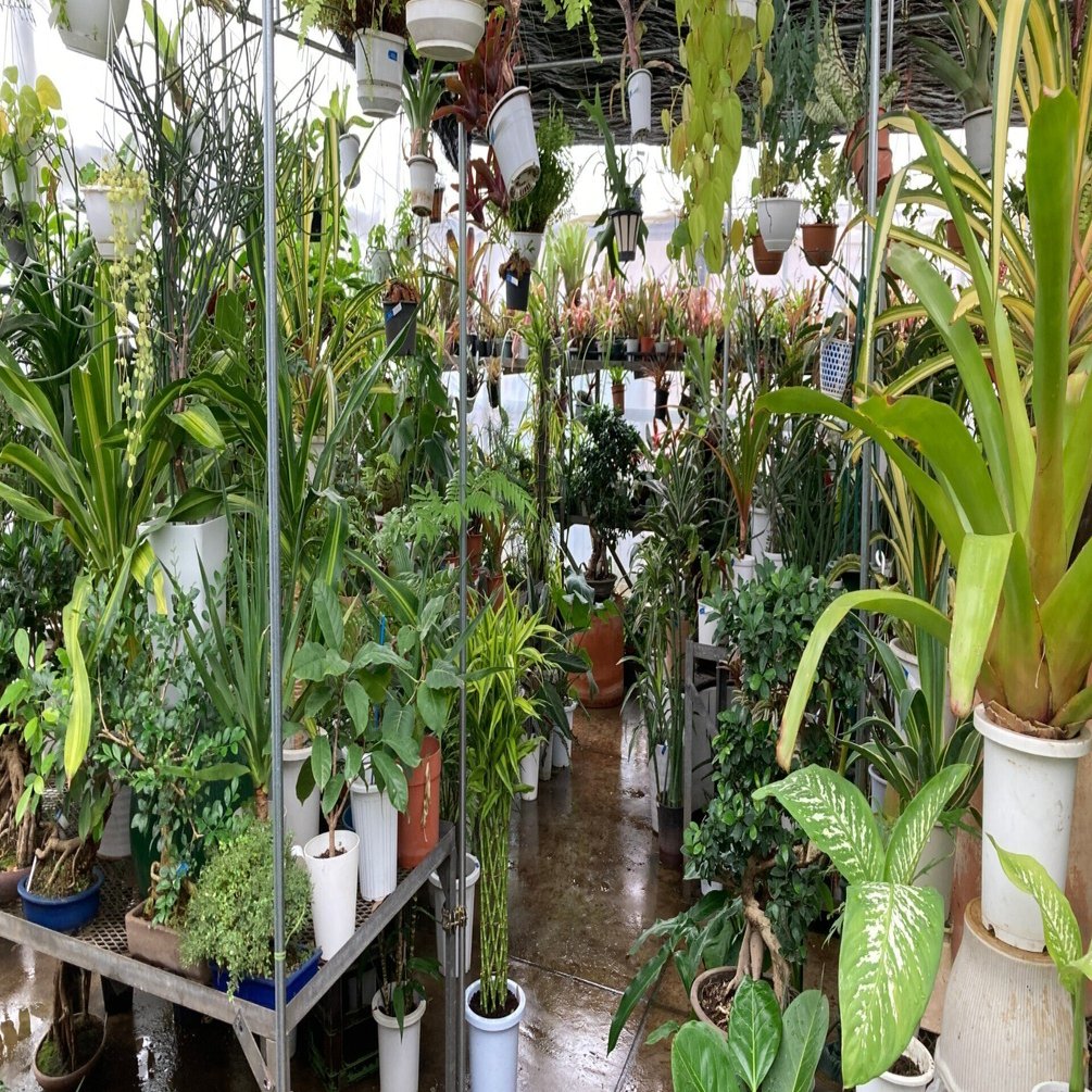 駒沢にある観葉植物の名店・山手苑に行ってきました｜ワタナベ