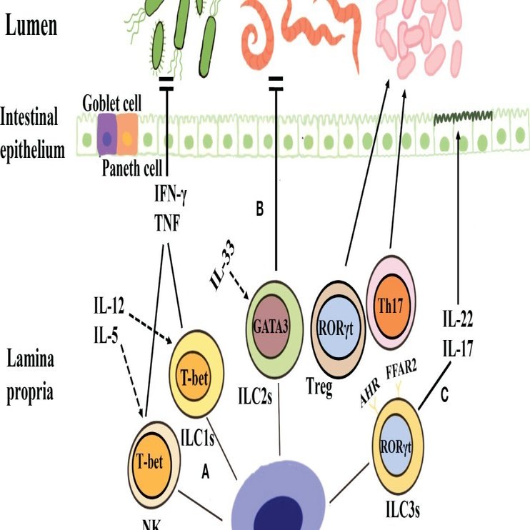 腸管粘膜免疫における腸内細菌叢と自然リンパ系細胞のクロストーク｜ヤオナ