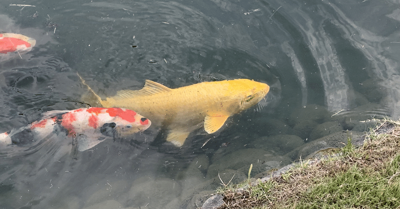 マガジンのカバー画像