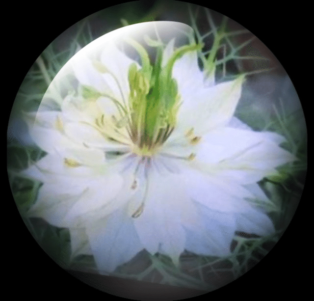 天使か悪魔か⁈ニゲラのお話｜アートセラピスト いづみART