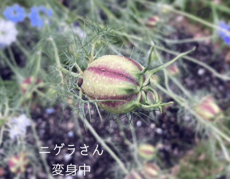 天使か悪魔か⁈ニゲラのお話｜アートセラピスト いづみART