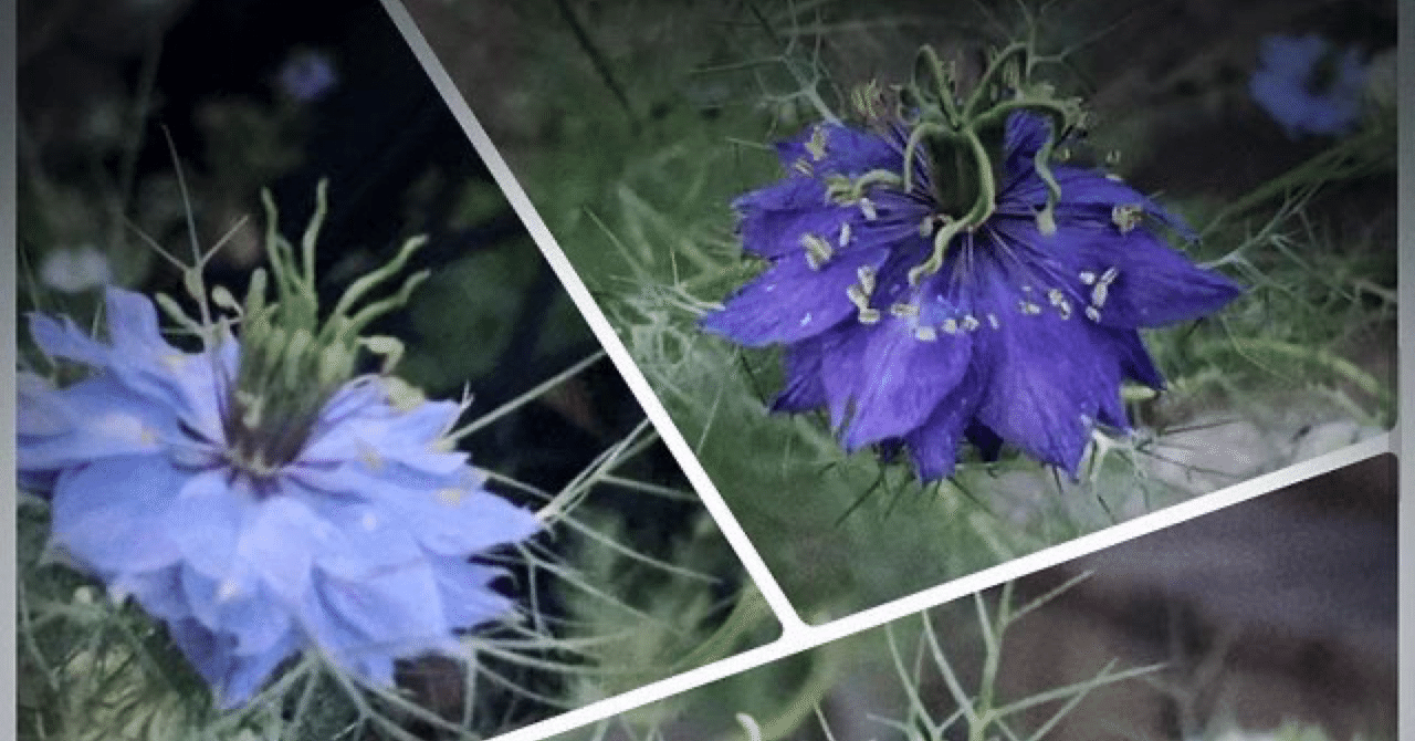 天使か悪魔か⁈ニゲラのお話｜アートセラピスト いづみART