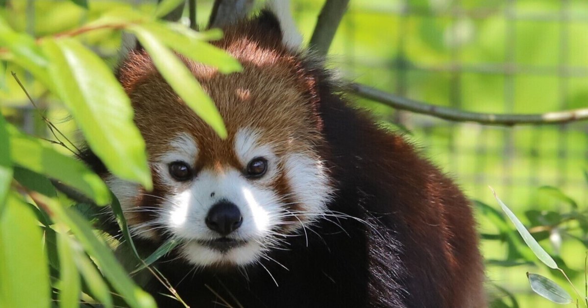 円山動物園｜T.T
