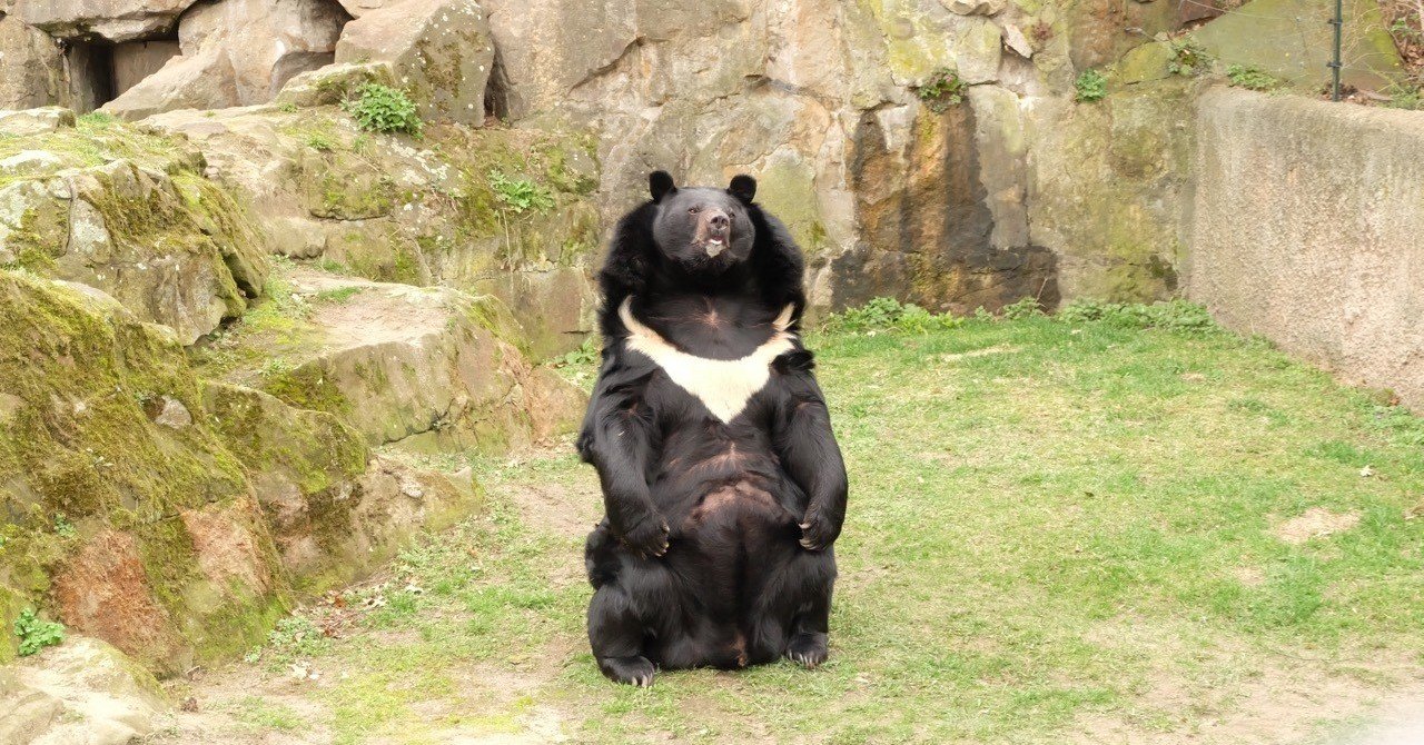 動物1,300種がいるベルリン動物園に行ってきた