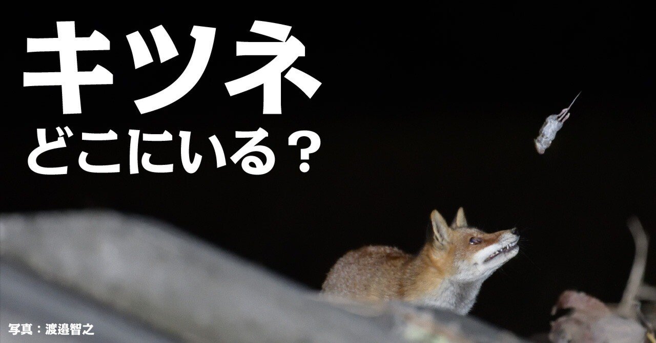 キツネとどうやって出会うか？｜ブンイチ（文一総合出版）