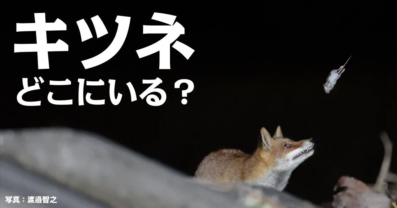 キツネとどうやって出会うか？｜ブンイチ（文一総合出版）