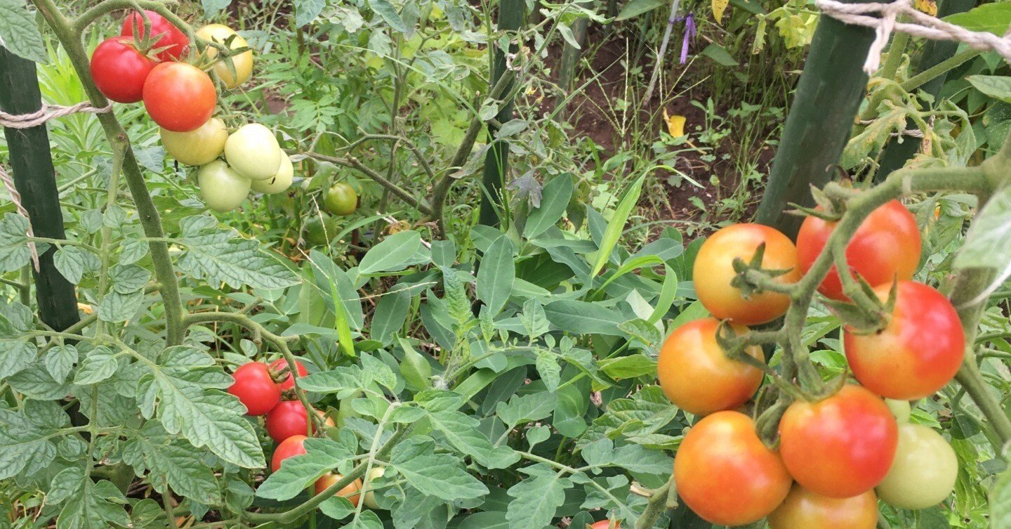 トマト、「苗から育てる」から「種から育てたい」へ（自然栽培の記録