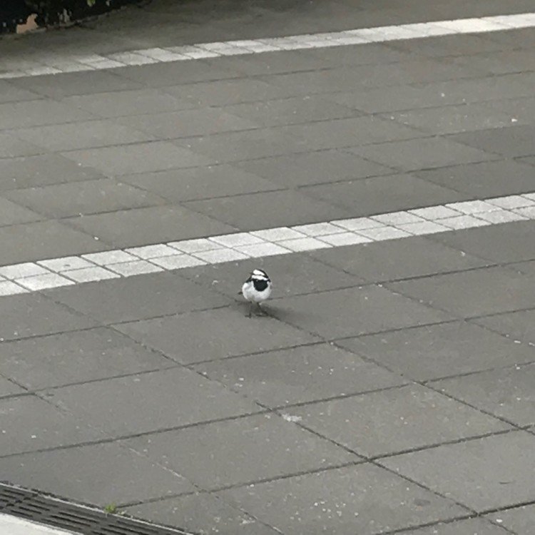 街の中でよく見かける、尻尾を上下に振りながら歩いてる小鳥ちゃん。
