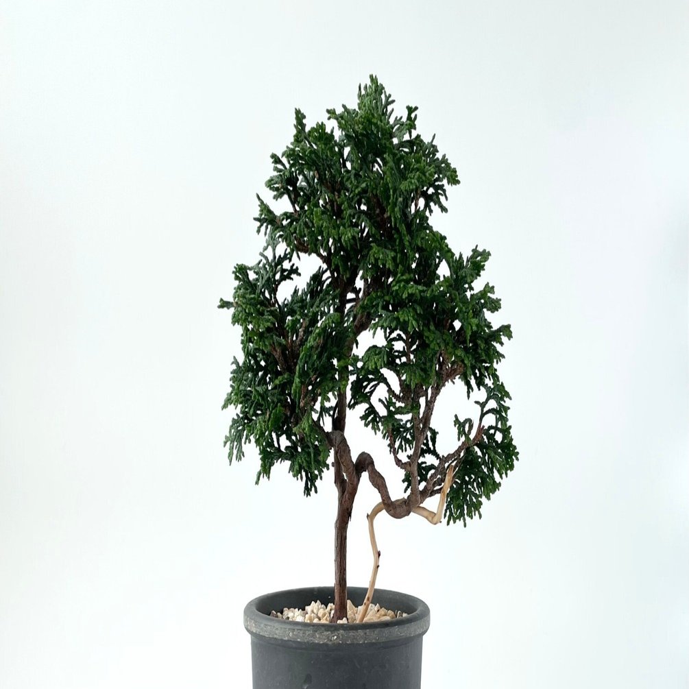 津山ヒノキの育て方。｜白昼堂々.