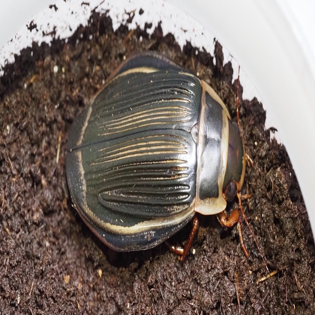 ★2022新成虫★エゾゲンゴロウモドキ1ペア＋オマケ