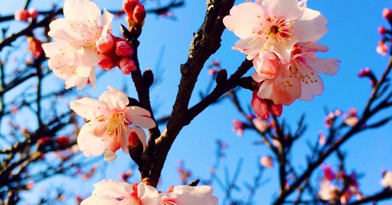 桜が咲く頃、君が居なくなる。