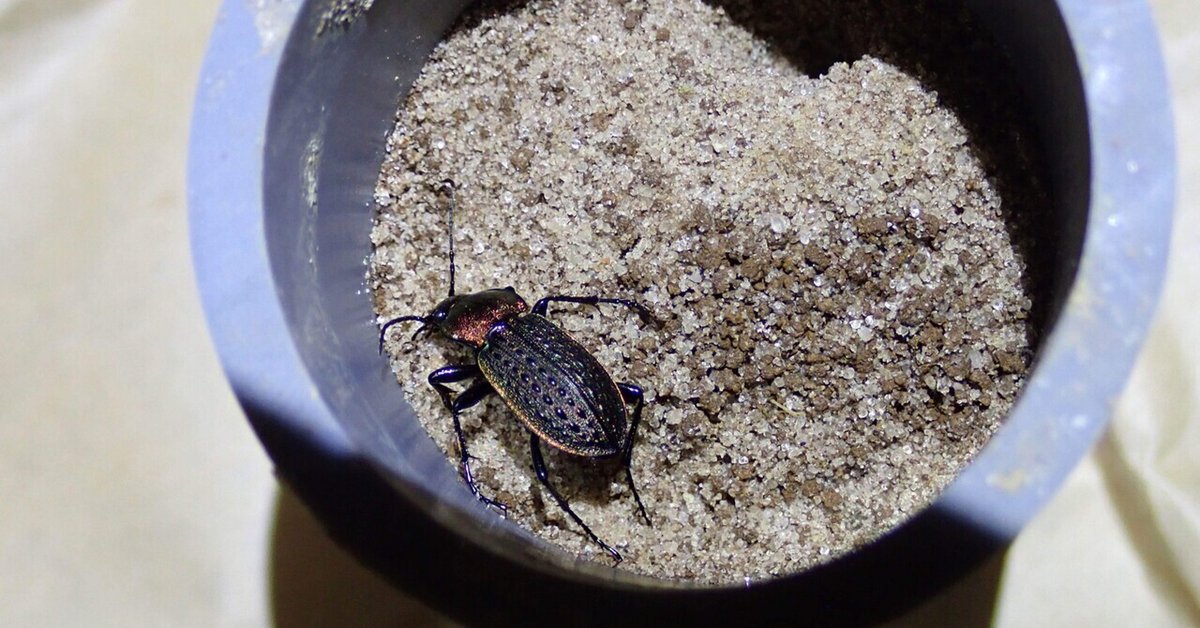 最後のセアカオサムシ、顕現。｜トモロウ 