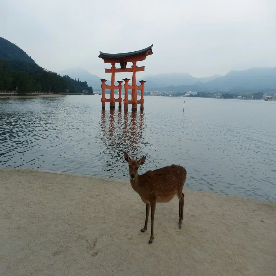 旅の写真 厳島神社と鹿 幸野つみ Note