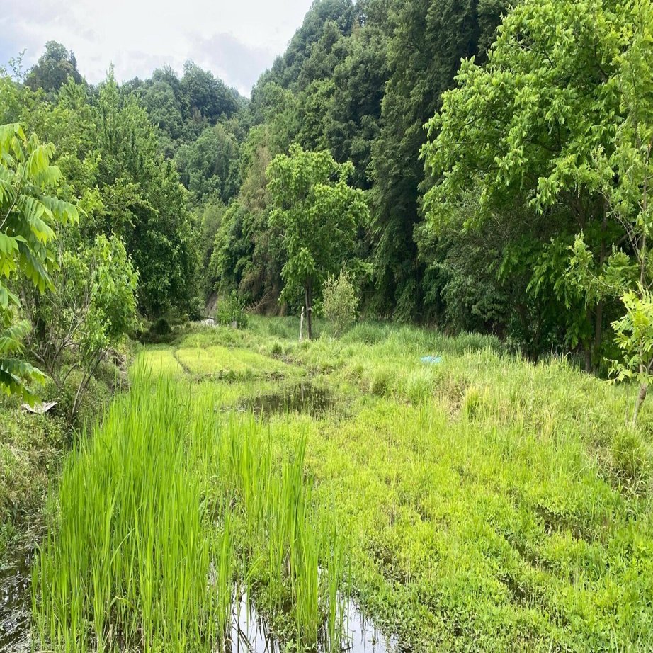 発送可】上野原の「マコモ」で、ご自宅でも大地の再生視点を実践しま