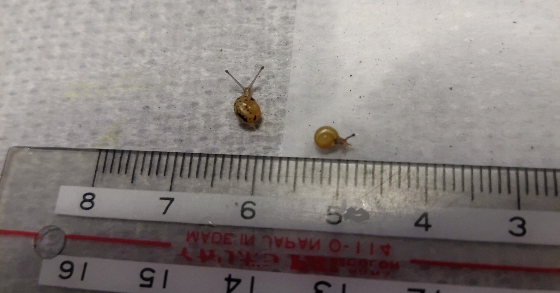 カタツムリ🐌 46匹の赤ちゃん成長記 20日目｜いふ！