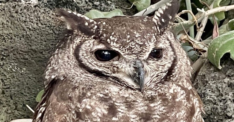 伊豆シャボテン動物公園：カピバラやカンガルーとのふれあい体験ができる最高のスポット！