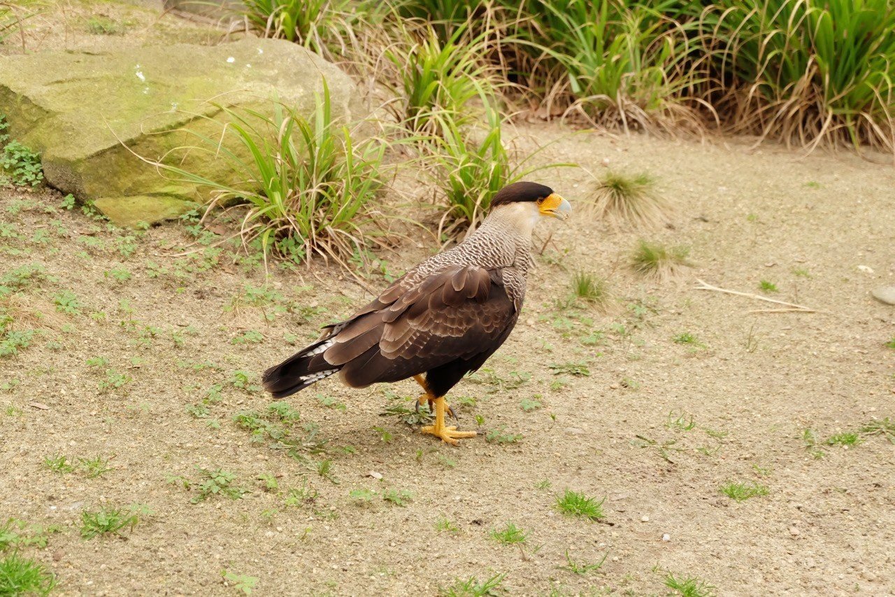 種数世界最大の動物園は鳥類がすごい ベルリン動物園2 Nebulian Note 種数世界最大の動物園は鳥類がすごい ベルリン動物園2 Nebulian Note