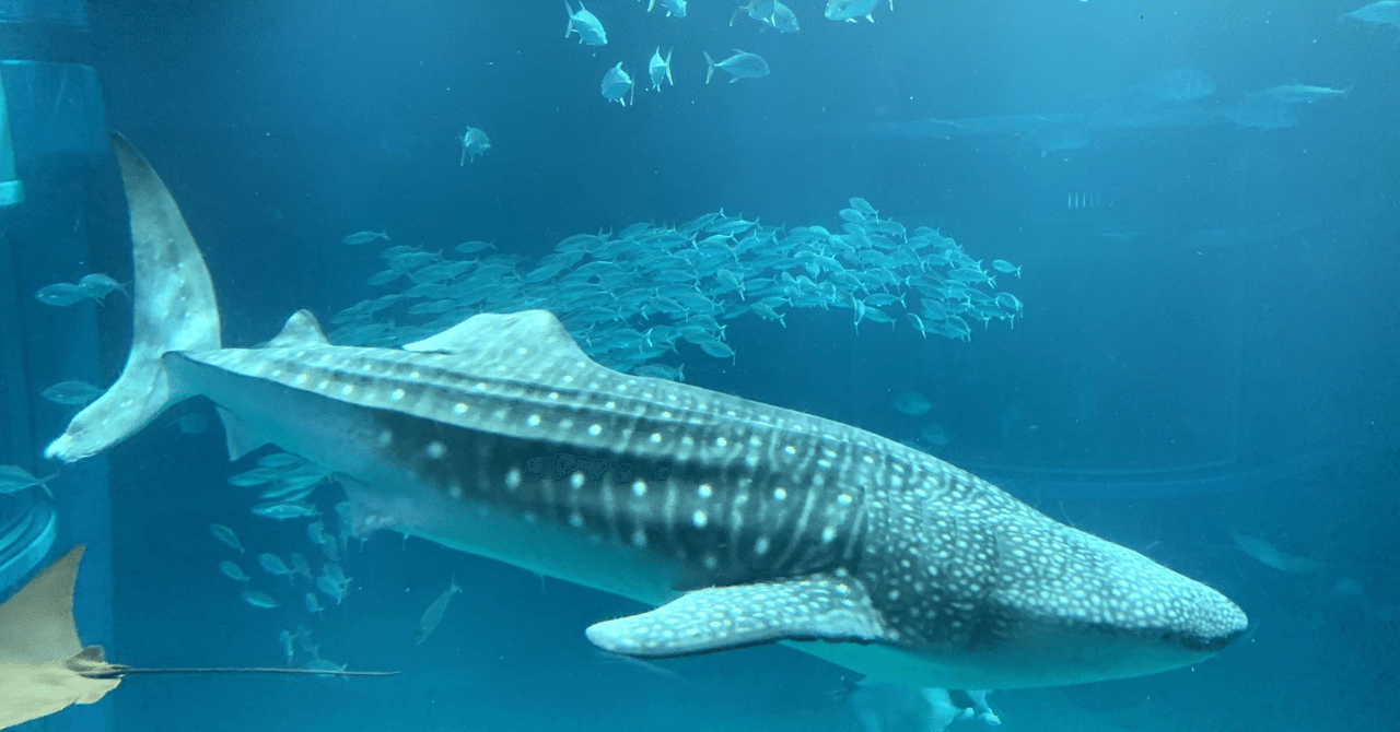3585 外国切手 タンザニア 1995年 サンゴ礁の動物 海の生物  シリーズ 3585 外国切手 タンザニア 1995年 サンゴ礁の動物 海の生物 シリーズ