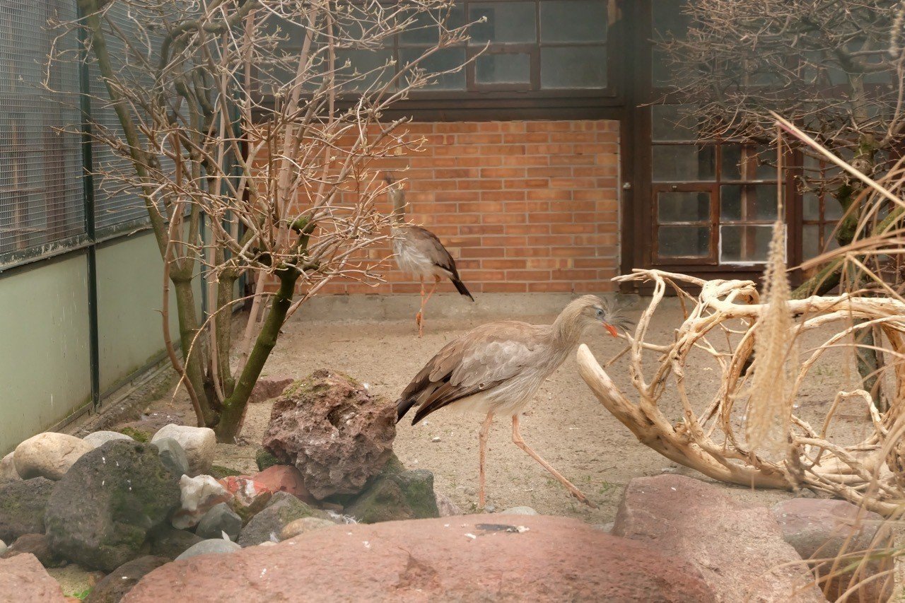 種数世界最大の動物園は鳥類がすごい ベルリン動物園2 Nebulian Note 種数世界最大の動物園は鳥類がすごい ベルリン動物園2 Nebulian Note