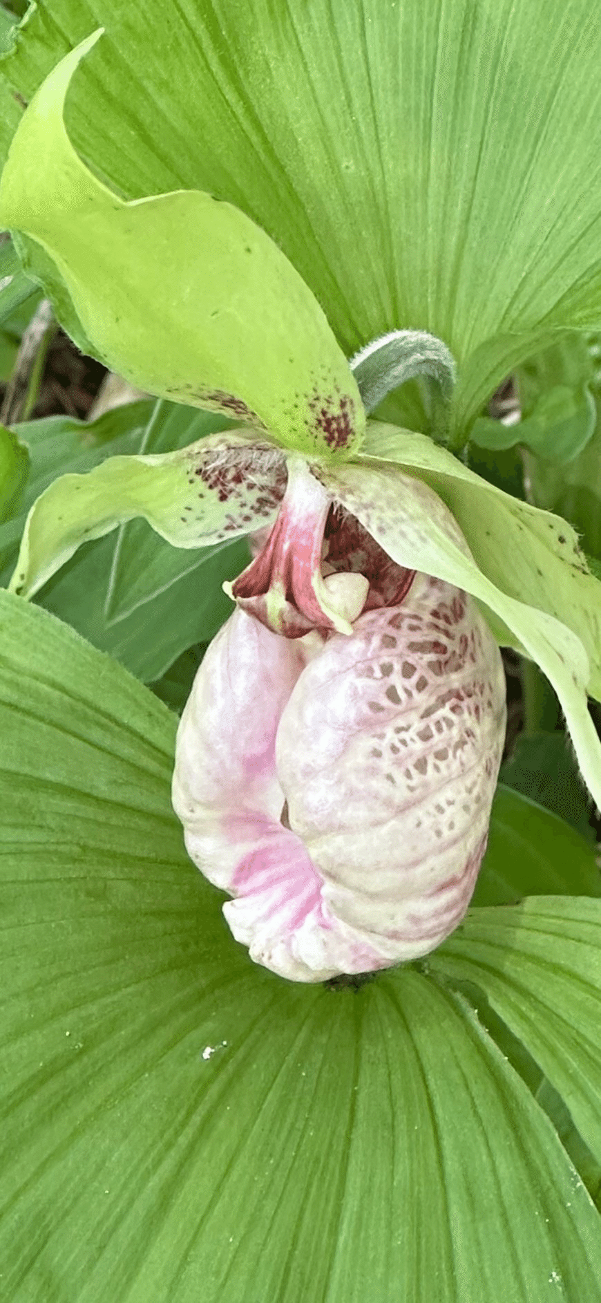 山野草、日本クマガイソウ黄花系（素心）花芽2芽株 山野草、黄色系素心