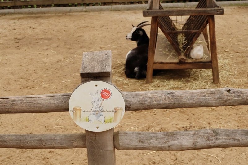 子ヤギとゆるい看板 おまけの動物たち ベルリン動物園3 Nebulian Note 子ヤギとゆるい看板 おまけの動物たち ベルリン動物園3 Nebulian Note