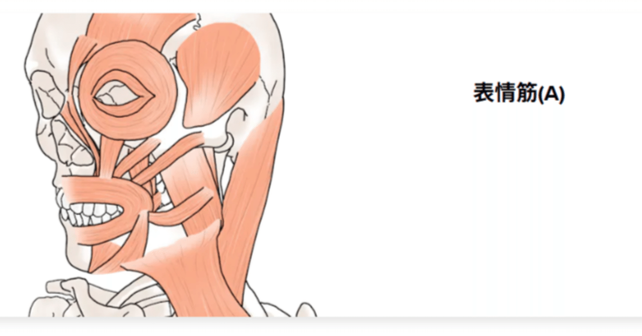 ⑨表情筋・咀嚼筋イラスト(A)