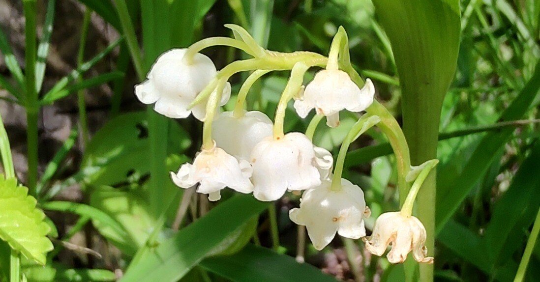 さだまさしさんのお庭から vol.35 君影草（すずらん）｜千葉 芙貴