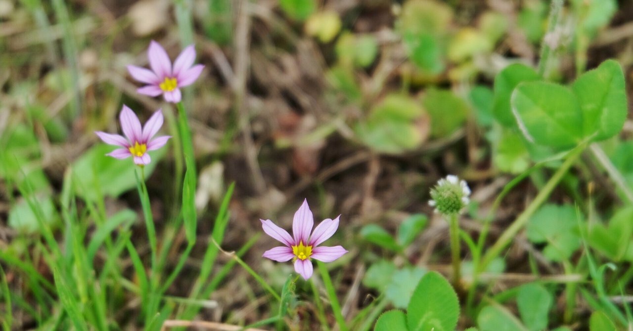 近代植物学のバトンを渡した賀来飛霞のふるさとを旅する 近代植物学のバトンを渡した賀来飛霞のふるさとを旅する