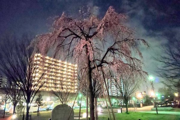 山谷堀公園 の新着タグ記事一覧 Note つくる つながる とどける