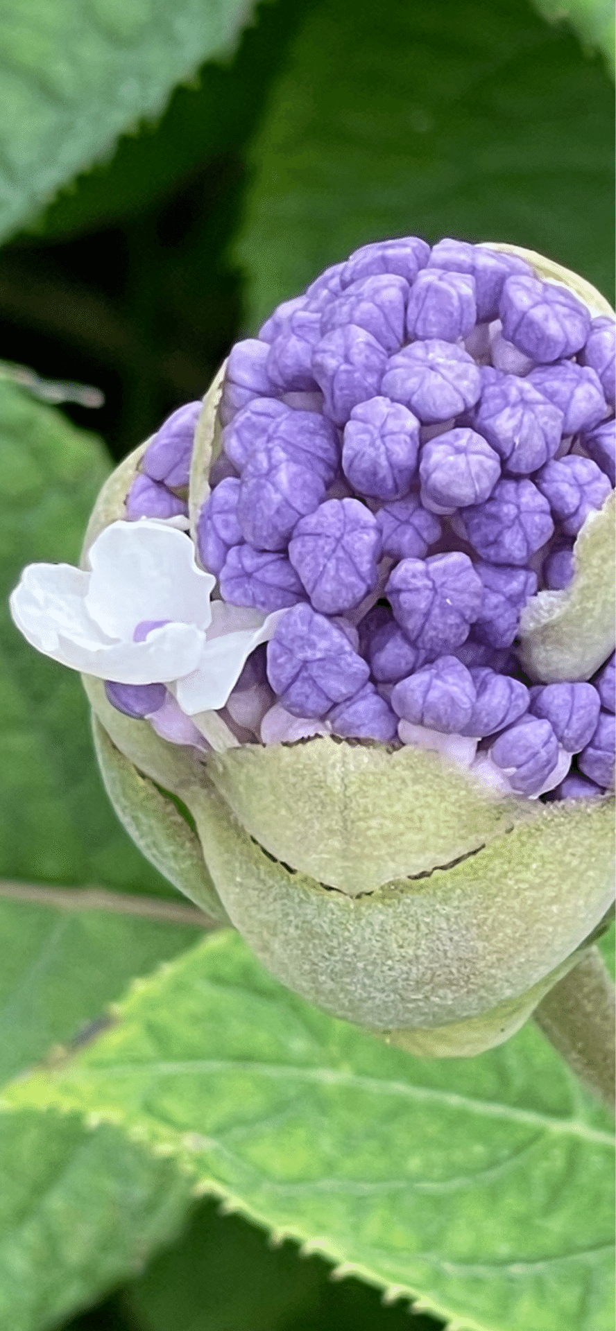 玉紫陽花｜EGGSEED