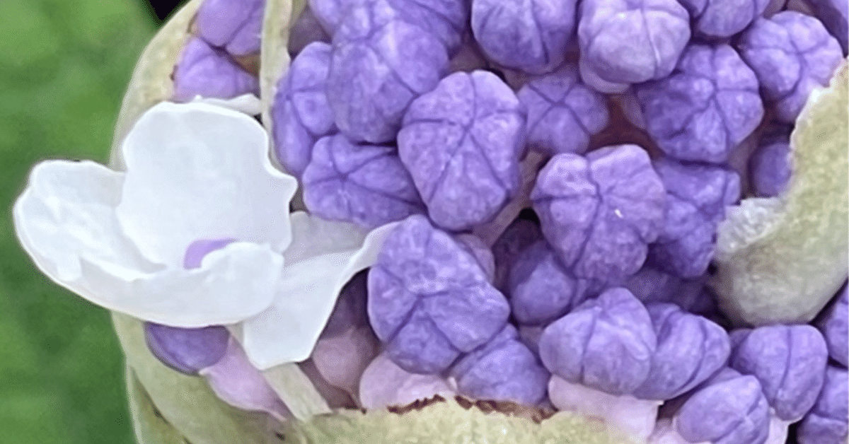 紫陽花の玉かんざし・一覧表 紫陽花とんぼ玉簪｜普段使いの簪・ヘアアクセサリーブランド