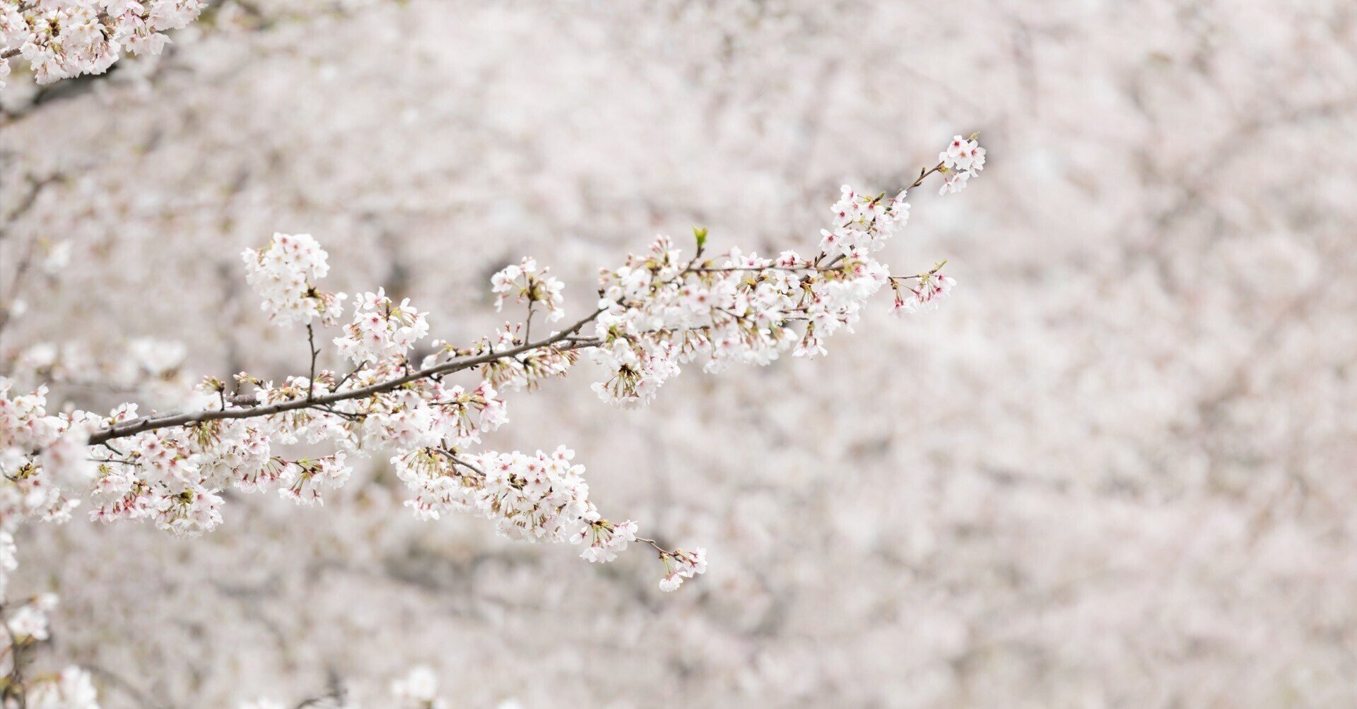 200mm望遠レンズで見る旅 #4 東京桜｜Miwako Lucy